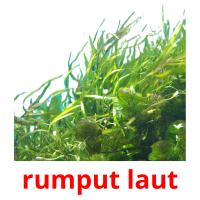 rumput laut card for translate