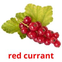 red currant card for translate