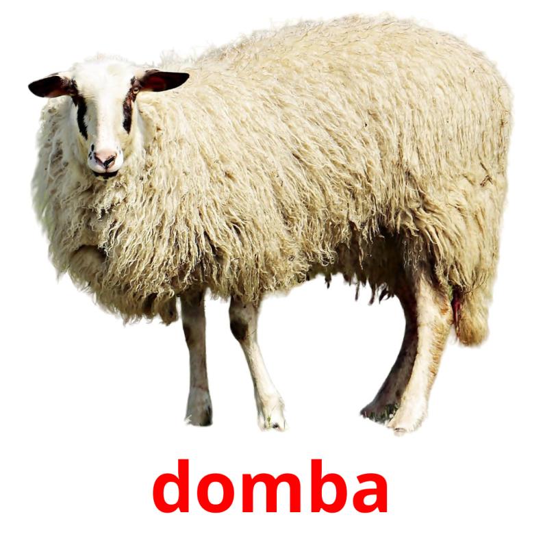 domba picture flashcards