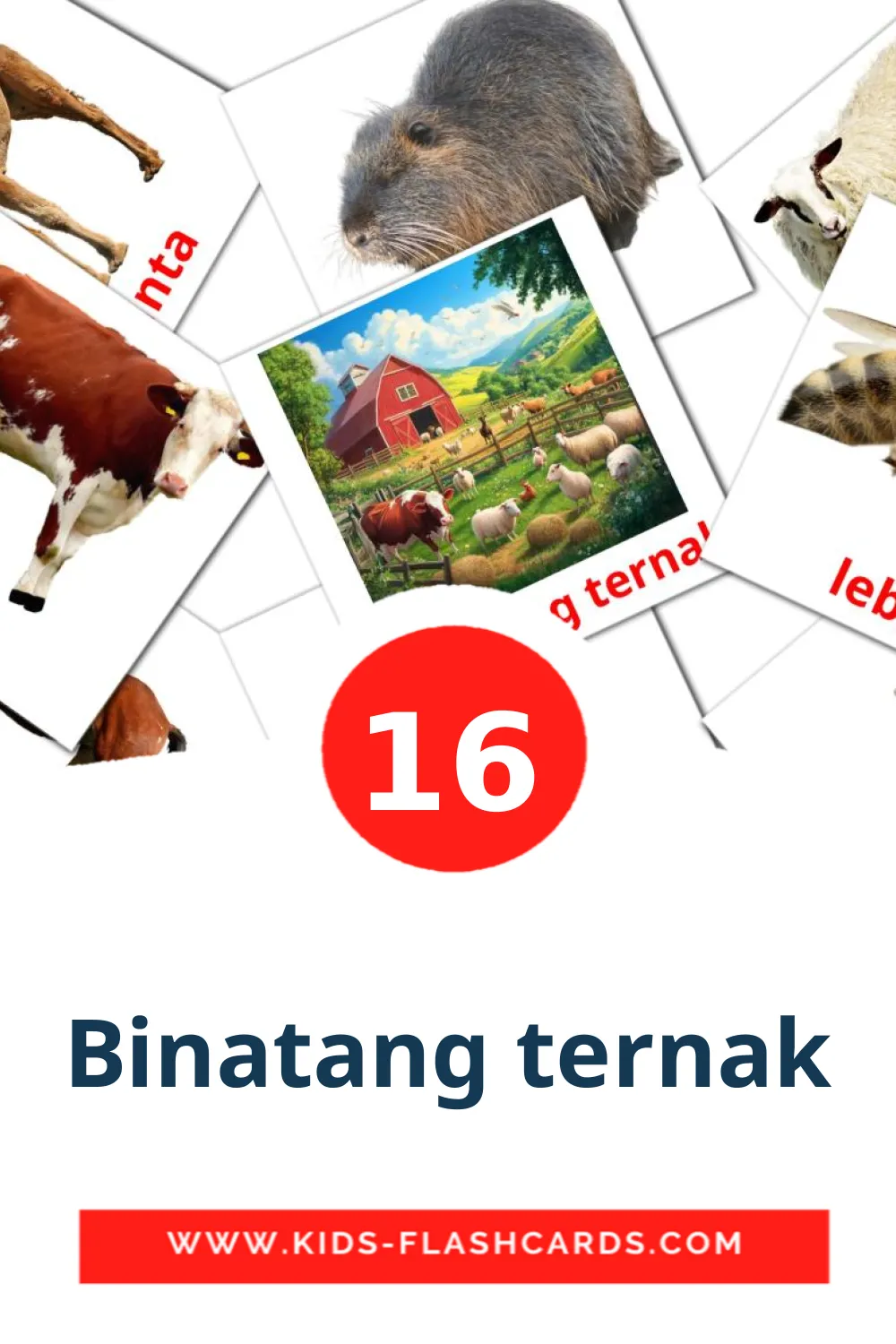 16 tarjetas didacticas de Binatang ternak para el jardín de infancia en indonesio