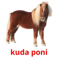 kuda poni Tarjetas didacticas