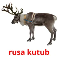 rusa kutub Tarjetas didacticas