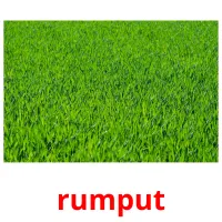 rumput cartes flash