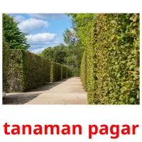 tanaman pagar cartes flash