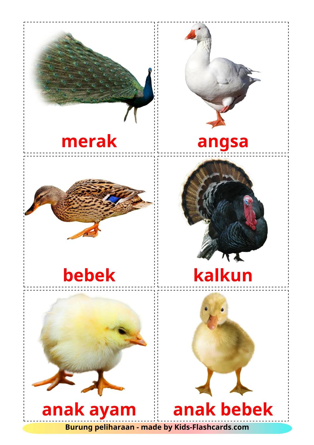 Boerderijvogels - 12 gratis printbare indonesische kaarten