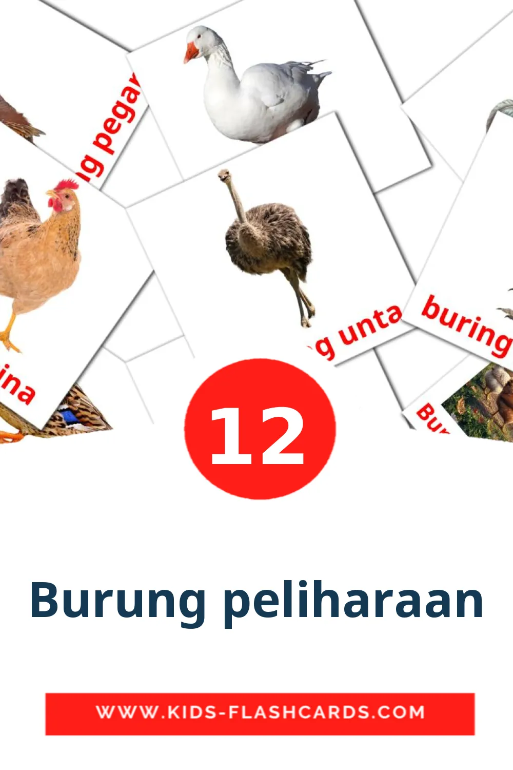 12 Burung peliharaan fotokaarten voor kleuters in het indonesisch