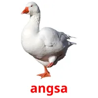 angsa ansichtkaarten