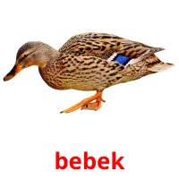 bebek ansichtkaarten