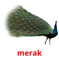 merak card for translate
