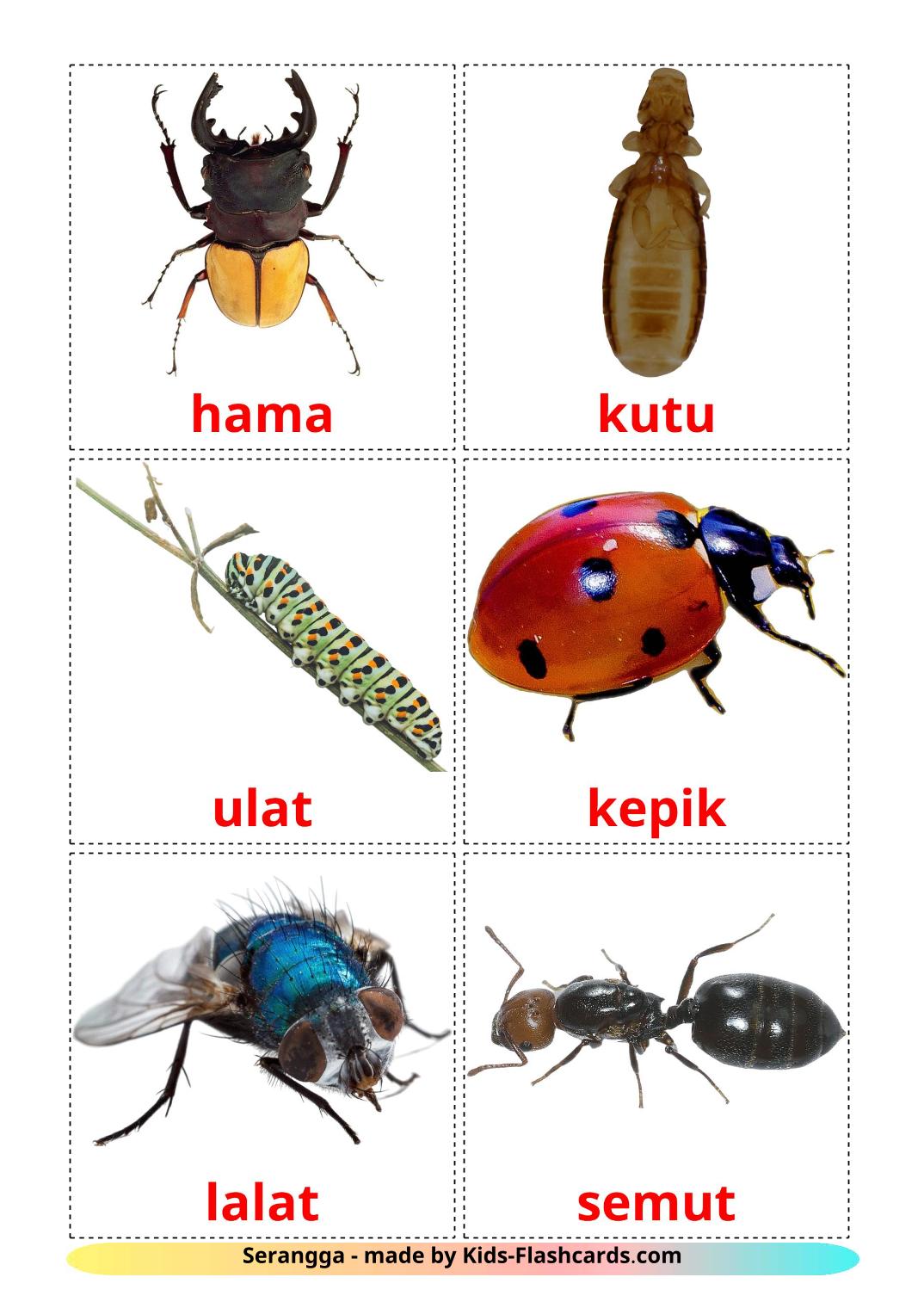 Insects - 23 Free Printable indonesian Flashcards 