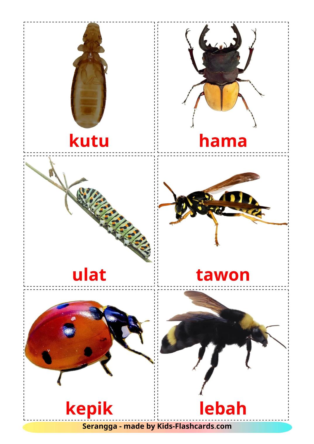 Les Insectes - 24 Flashcards indonésien imprimables gratuitement