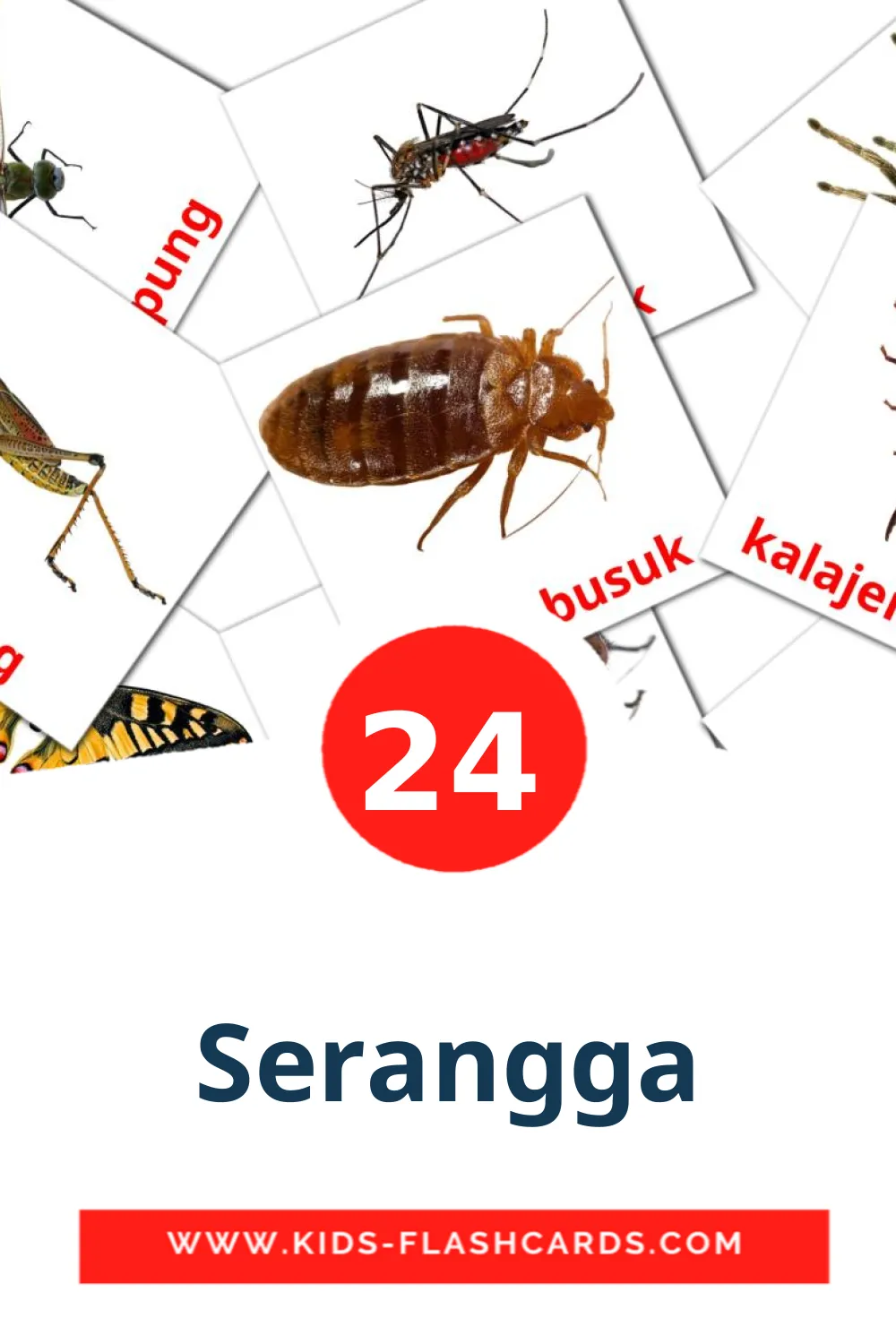 24 cartes illustrées de Serangga pour la maternelle en indonésien