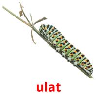 ulat picture flashcards