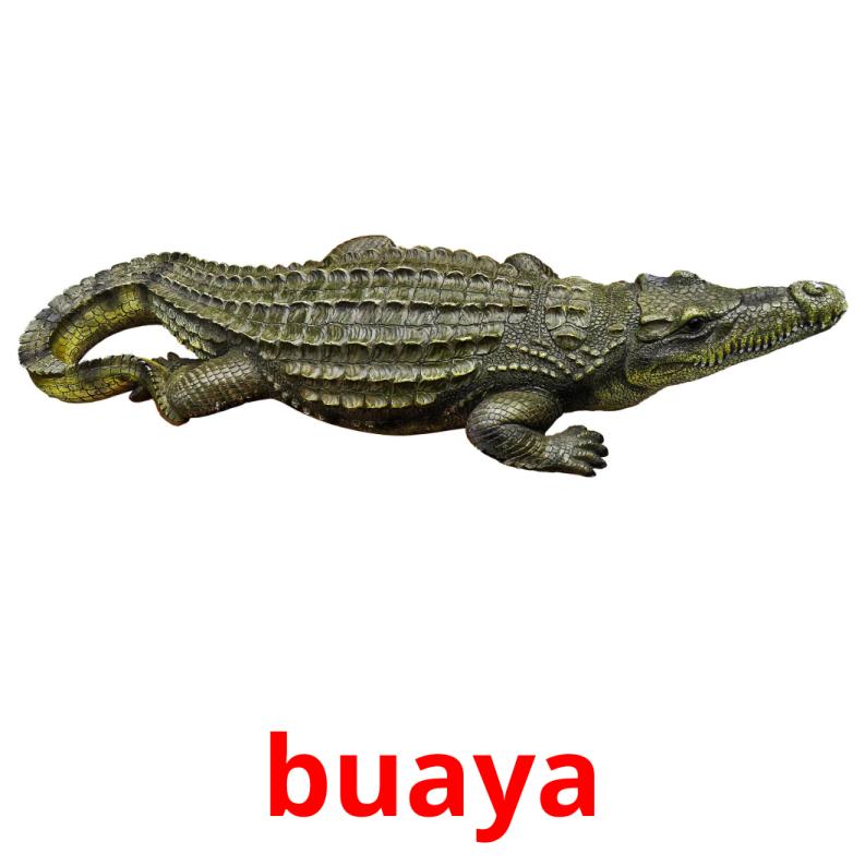 buaya picture flashcards