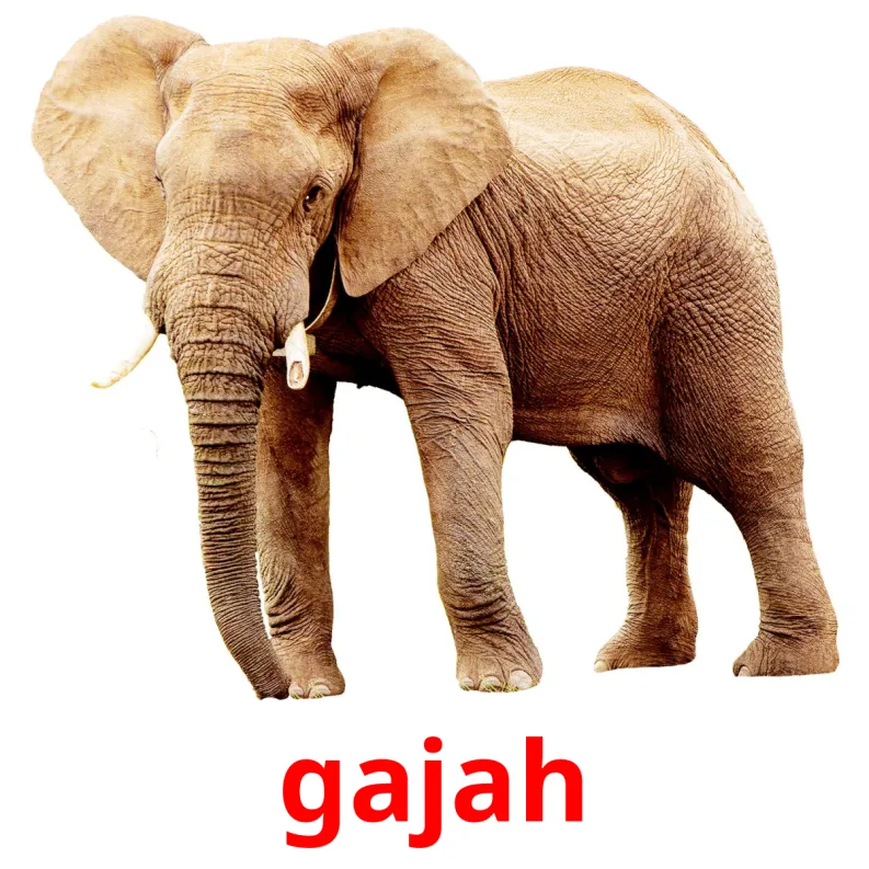 21 FREE Jungle animals Flashcards in 4 PDF formats Indonesian Pictures