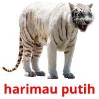 harimau putih cartes flash