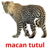 macan tutul cartes flash