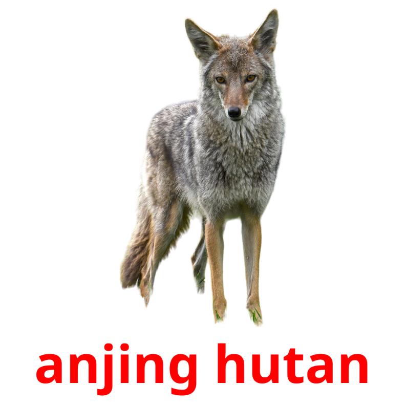 anjing hutan picture flashcards
