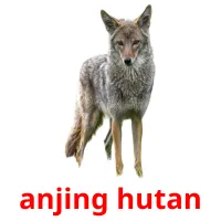 anjing hutan flashcards illustrate