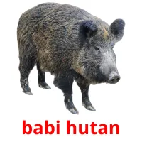 babi hutan flashcards illustrate