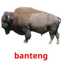 banteng card for translate