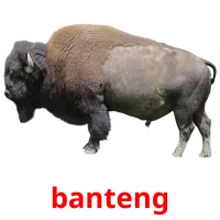 banteng flashcards illustrate