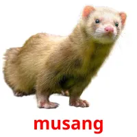 musang flashcards illustrate