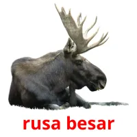 rusa besar flashcards illustrate