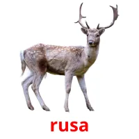 rusa flashcards illustrate