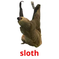 sloth flashcards illustrate