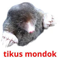 tikus mondok flashcards illustrate