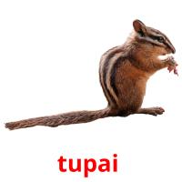 tupai  picture flashcards