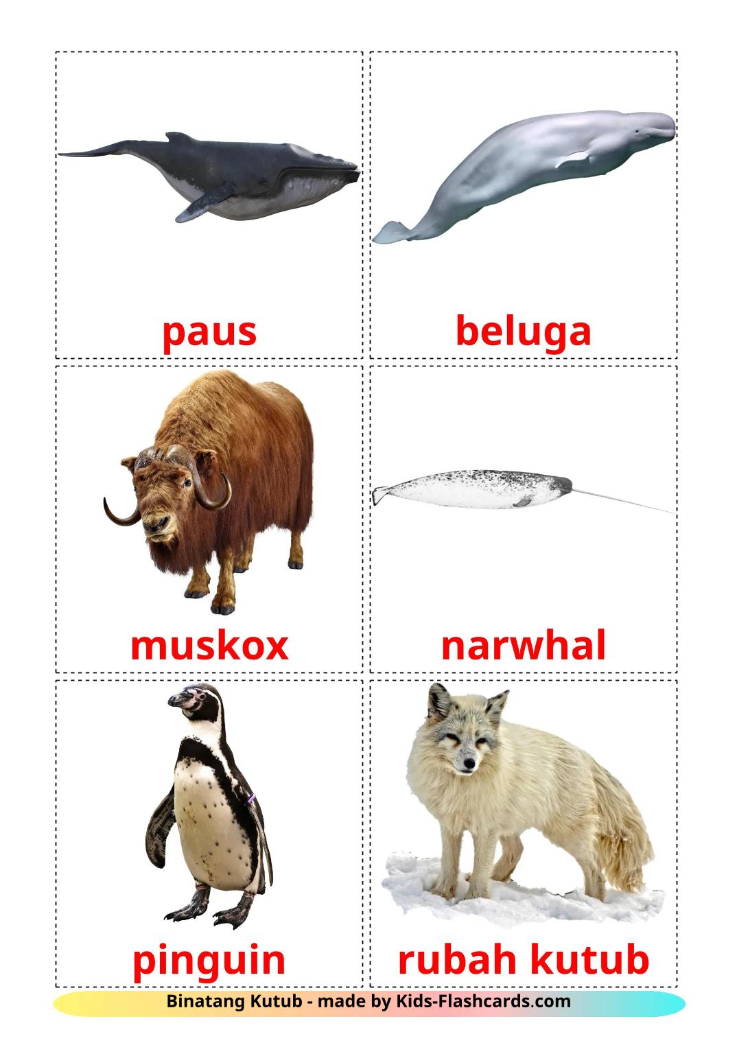 Les Animaux de l'Arctique - 15 Flashcards Deutsch imprimables gratuitement