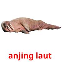 anjing laut  card for translate