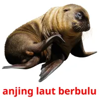 anjing laut berbulu cartes flash