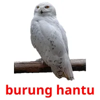 burung hantu cartes flash