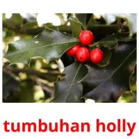 tumbuhan holly Bildkarteikarten