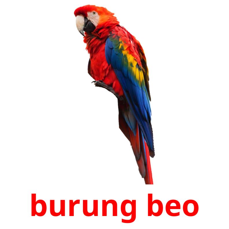 burung beo picture flashcards