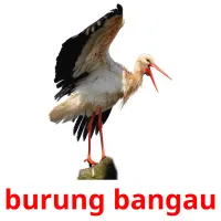 burung bangau cartes flash