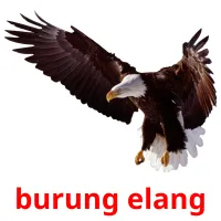 burung elang cartes flash