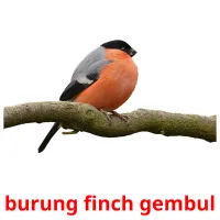 burung finch gembul cartes flash