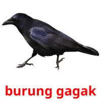 burung gagak cartes flash