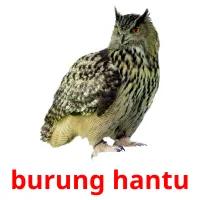 burung hantu cartes flash