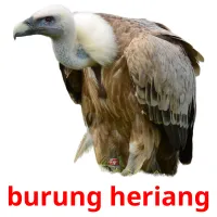 burung heriang cartes flash