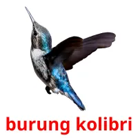 burung kolibri cartes flash