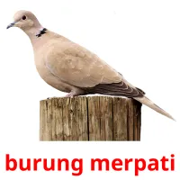 burung merpati cartes flash