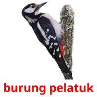 burung pelatuk cartes flash