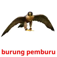 burung pemburu cartes flash