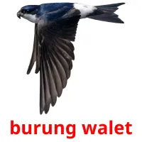 burung walet cartes flash