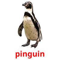 pinguin cartes flash